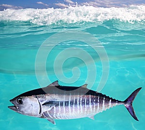 Bluefin tuna fish underwater swimming