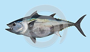 Bluefin tuna fishing portrait