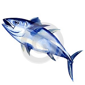 Bluefin tuna fresh isolated on white