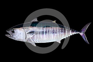 Bluefin tuna isolated on black background