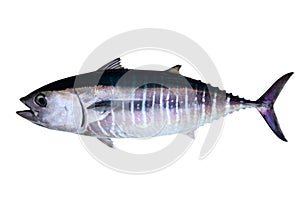 Bluefin tuna isolated on white background