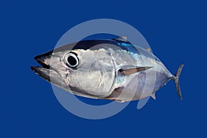 Bluefin tuna Thunnus thynnus fish isolated on blue