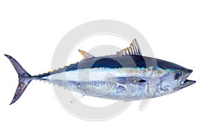 Bluefin tuna Thunnus thynnus saltwater fish photo