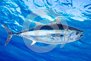 Tuňák tuňák slané vody 