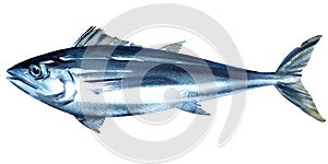 Bluefin tuna, tunny, whole fresh saltwater fish, Thunnus thynnus, seafood, close-up, isolated, hand drawn watercolor