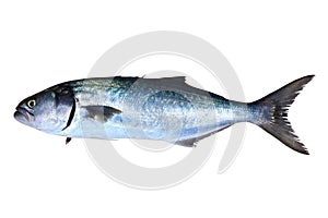 Bluefish fish Pomatomus Saltatrix isolated