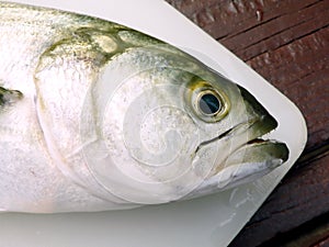 Bluefish head