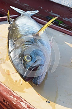 Bluefish just caught