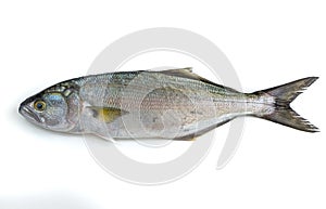 Bluefish - Pomatomus saltatrix - isolated on white background photo