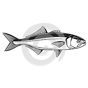 Bluefish (Pomatomus saltatrix). Ocean fish. Black and white photo