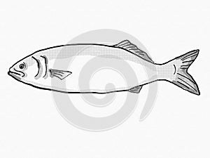 Bluefish South Carolina Inshore Fish Cartoon Retro Drawing photo