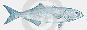 Bluefish, a threatened marine fish in side view