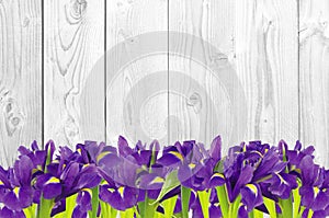 Blueflag or iris flower on white wooden photo