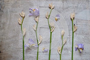 Blueflag or iris flower on wooden background photo