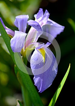 Blueflag Iris photo