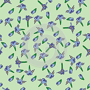 Blueflag iris hand drawn pattern on green photo
