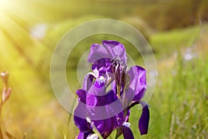 blueflag, iris photo