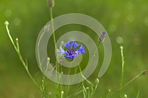 Blueflower