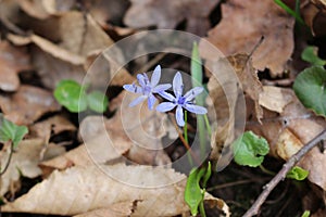 Blueflowers primroses bloomed in the spring forest