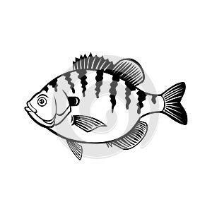 Bluegill Bream Brim Sunny or Copper Nose Fish Side View Retro Black and White