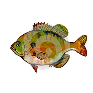 Bluegill Bream Brim Sunny or Copper Nose Fish Side View Watercolor Watercolor Illustration photo