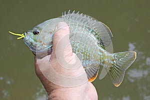 Bluegill caught on popper photo