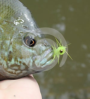 Bluegill caught on wet fly photo