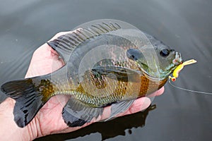 Bluegill Fish Caught on Lure