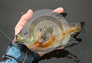 Bluegill Fishing Angler Palms Caught Fish