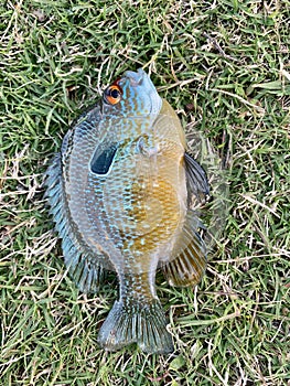 Bluegill Freshwater Fish