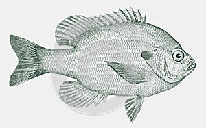 Bluegill lepomis macrochirus, freshwater fish native in streams, rivers, lakes, and ponds of north america