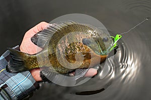 Bluegill Panfish Caught Fly Fishing