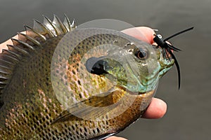 Bluegill Panfish Caught Fly Fishing