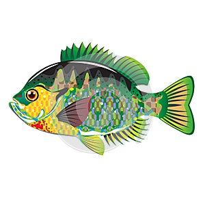 Bluegill Panfish Vector