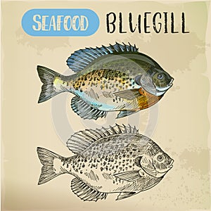 Bluegill sketch or hand drawn seafood