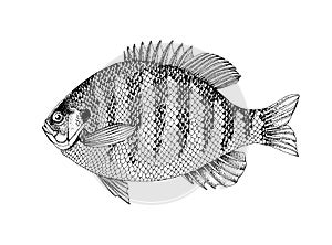 Bluegill sunfish. Fresh water fish