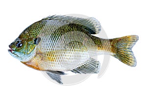 Bluegill sunfish, Lepomis Macrochirus