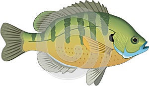 Bluegill Swimming Illustration