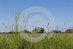 Bluegrass and cocksfoot