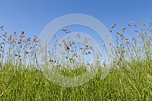 Bluegrass and cocksfoot