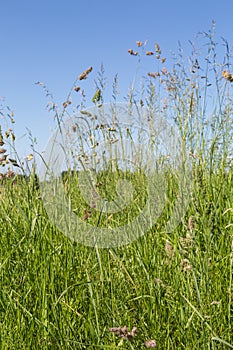 Bluegrass and cocksfoot