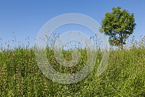 Bluegrass and cocksfoot