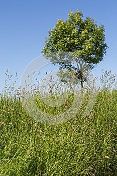 Bluegrass and cocksfoot