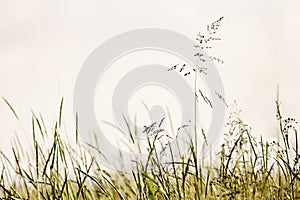 Bluegrass in the field. photo