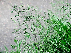 Bluegrass meadow prick and grass on a gray blurred background