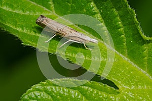 Bluegrass Webworm Moth - Parapediasia teterrellus