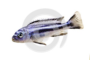 Bluegray mbuna malawi cichlid Melanochromis johannii aquarium fish johanni