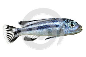 Bluegray mbuna malawi cichlid Melanochromis johannii aquarium fish johanni