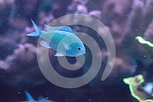 Bluegreen chomis fish, Chromis viridis