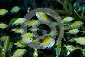 Bluegreen Chromis